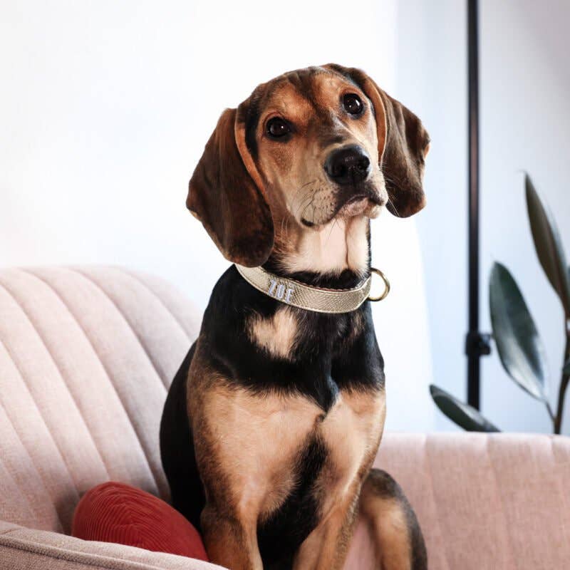 Halsband Teddy Brown: M