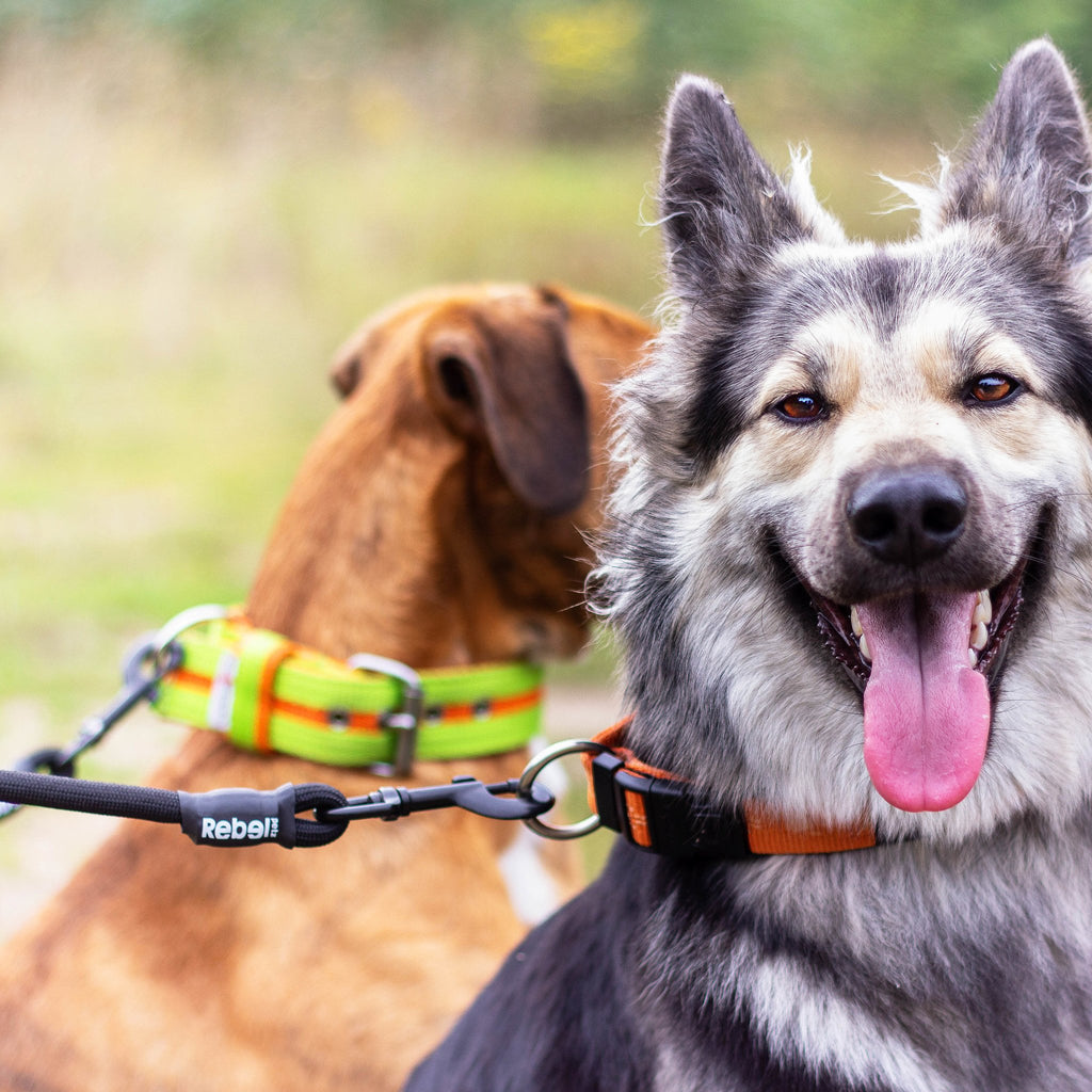 Adjustable Double Dog Leash - S