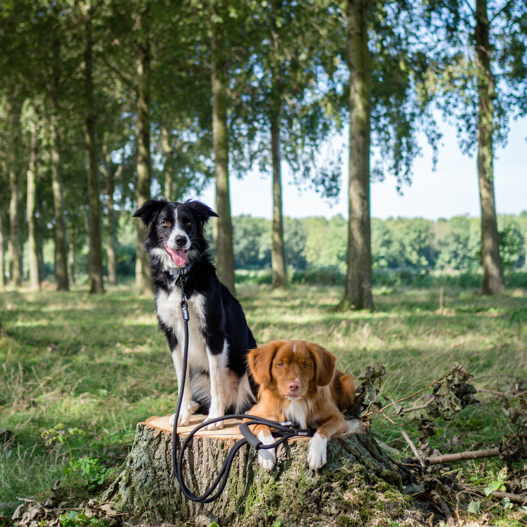 Adjustable Double Dog Leash - S